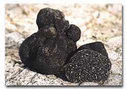 melanosporum